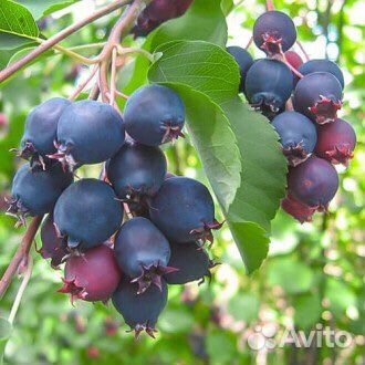 Малина, годжи, смородина, ежевика