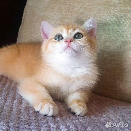 Купить котёнка в Москве