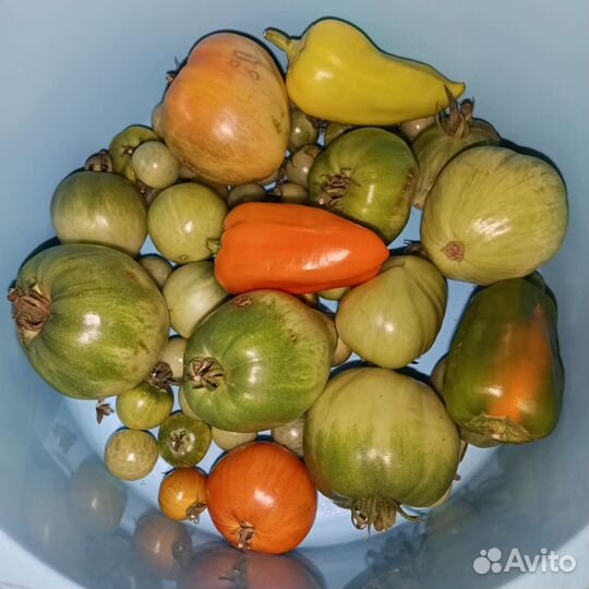 Рассада помидор черри