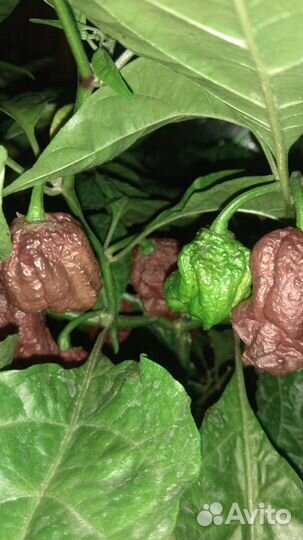 Семяна рассада Каролина Рипер