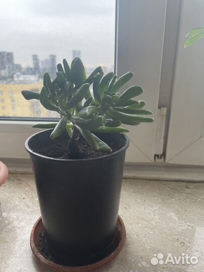 Толстянка, Крассула Хоббит