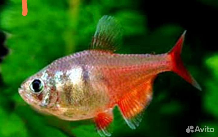 Тетра фон рио Аквариумные рыбки в ассортименте