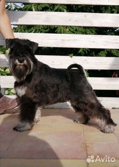 Груминг собак и кошек, тримминг, экспресс линька