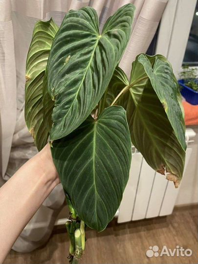 Филодендрон сплендид