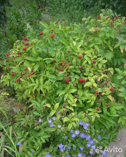 Соблазнительная гибридная форма клубникомалина