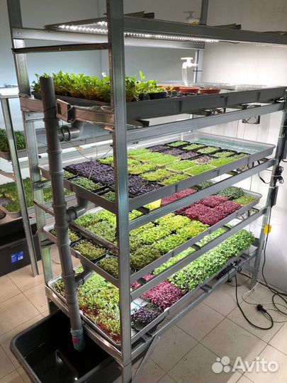 Открой бизнес на зелени и микрозелени