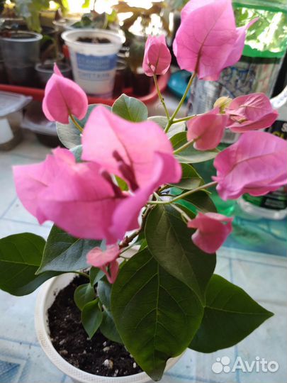 Бугенвиллия взрослая и детки