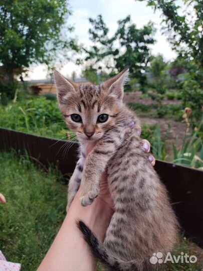 Кошка в дар бесплатно