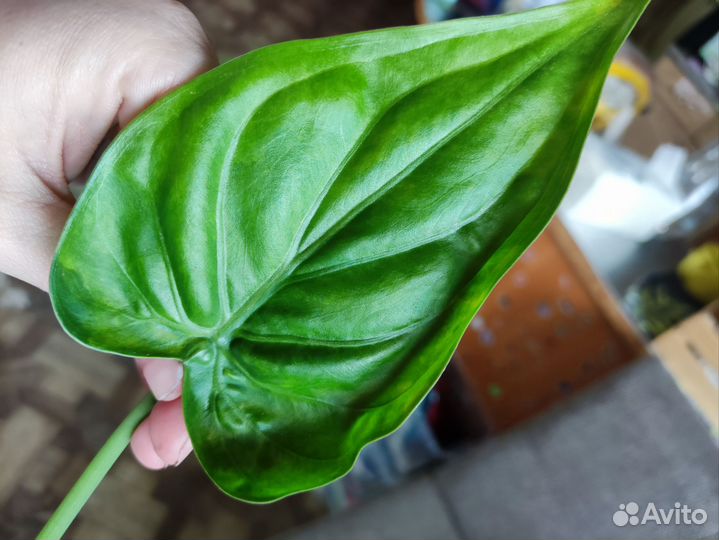 Алоказия гагеана вариег