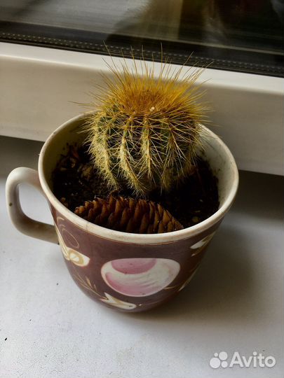 Кактусы и суккулент