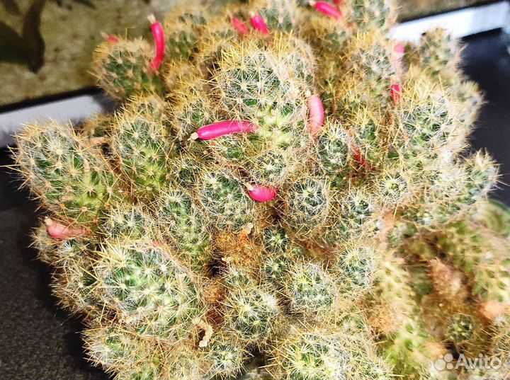 Кактус Маммилярия Вильда (Mammillaria Wildii)