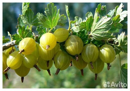 Крыжовник Юбилейный /Рассада крыжовника