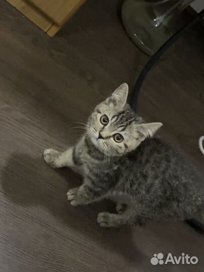 Кошка в дар