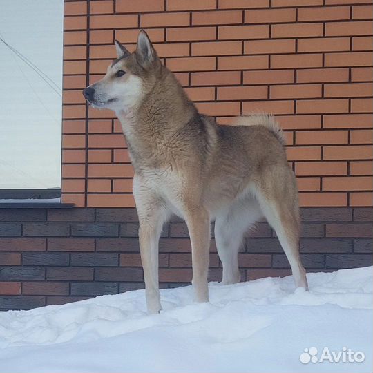 Западно сибирская лайка