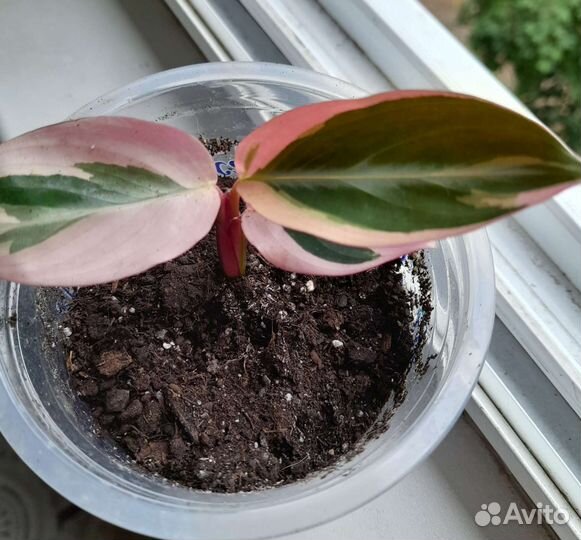 Строманта триколор, ктенанта,сциндапсус,эпипремнум