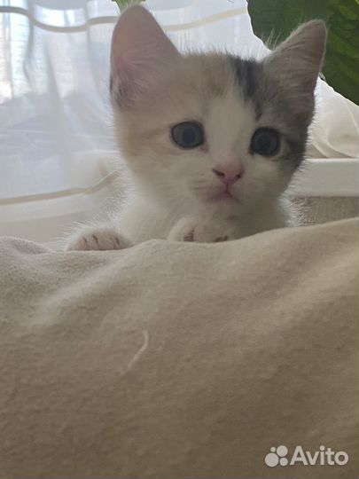 Кошка в дар