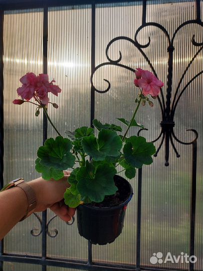 Пеларгония герань разные
