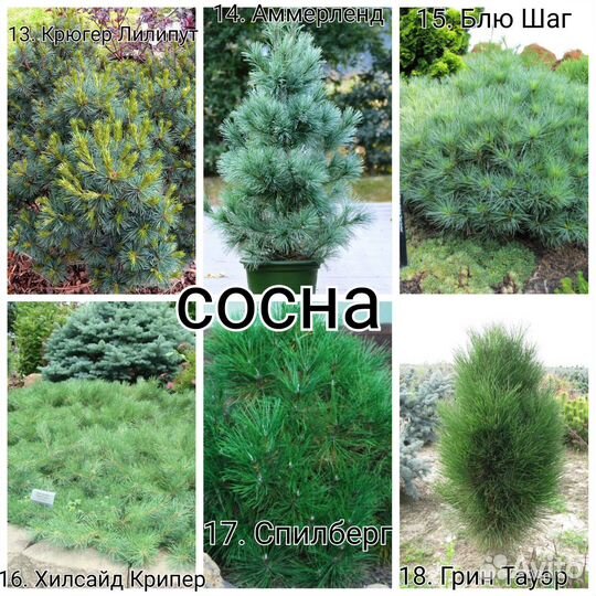 Сосна, можжевельник, тсуга, кипарисовик