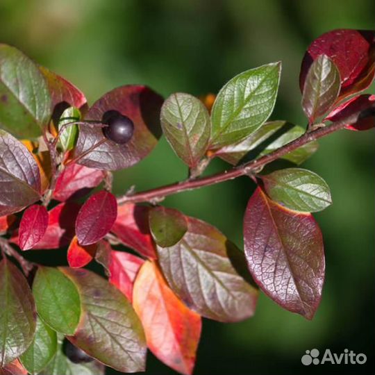 Саженцы пузыреплодника