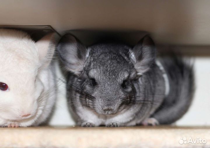 Шиншилла девочка
