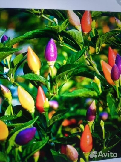 Острый перчик