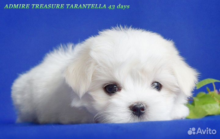 Девочка мальтезе