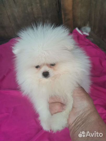 Щенки шпица