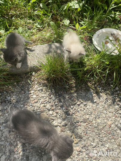 Котята 6 штук 1 месяц