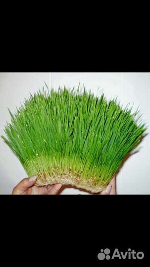 Гидропоный зеленый корм установка