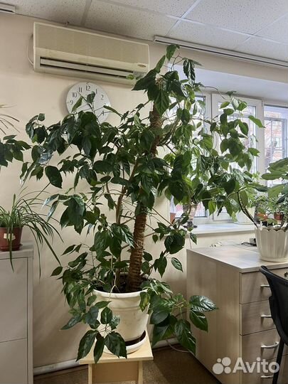 Гибискус. китайская роза