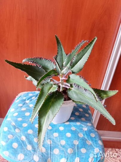 Продаётся каланхоэ перистый