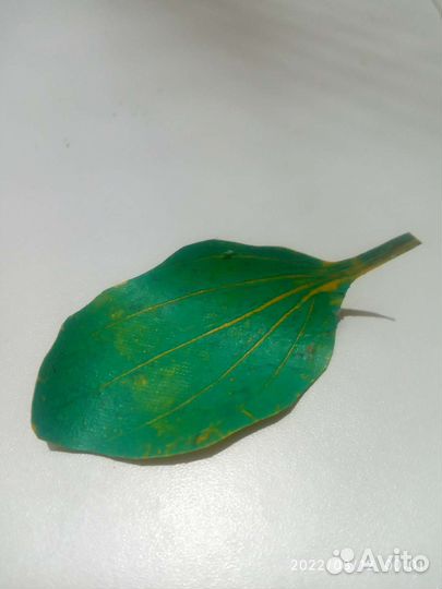 Ремонт катамаранов, надувных лодок