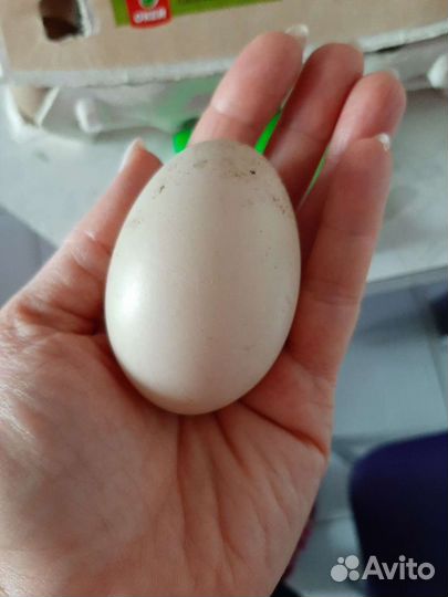 Яйца домашней птицы куриные, утиные, перепелиные