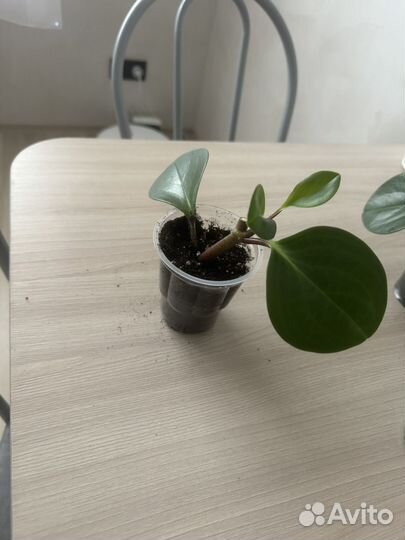 Пепермония туполистная