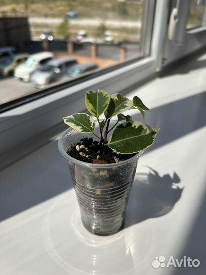 Фикус Бенджамина Голден Кинг