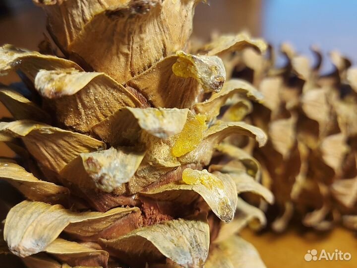 Шишка кедровая дальневосточная