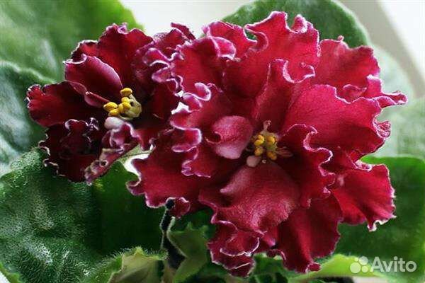 Фиалки, различные сорта, комнатные растения