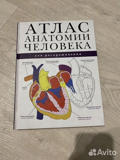 Анатомия атлас раскраска 2 книги