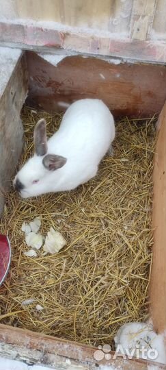 Продам кроликов