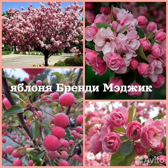 Яблоня декоративная