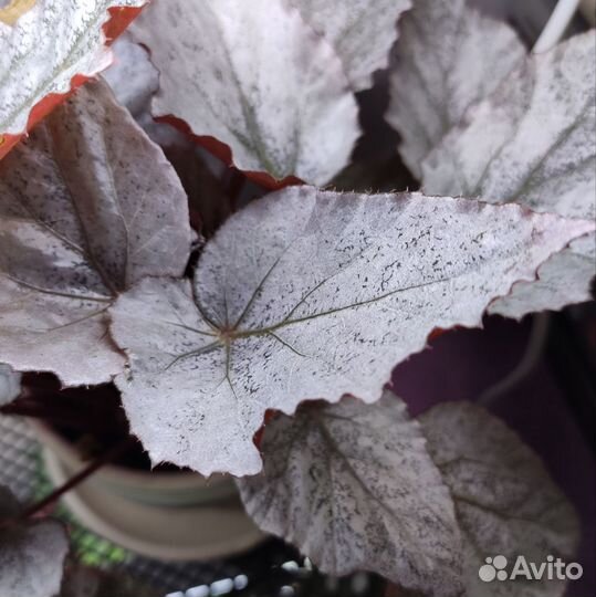 Бегония декоративно лиственная