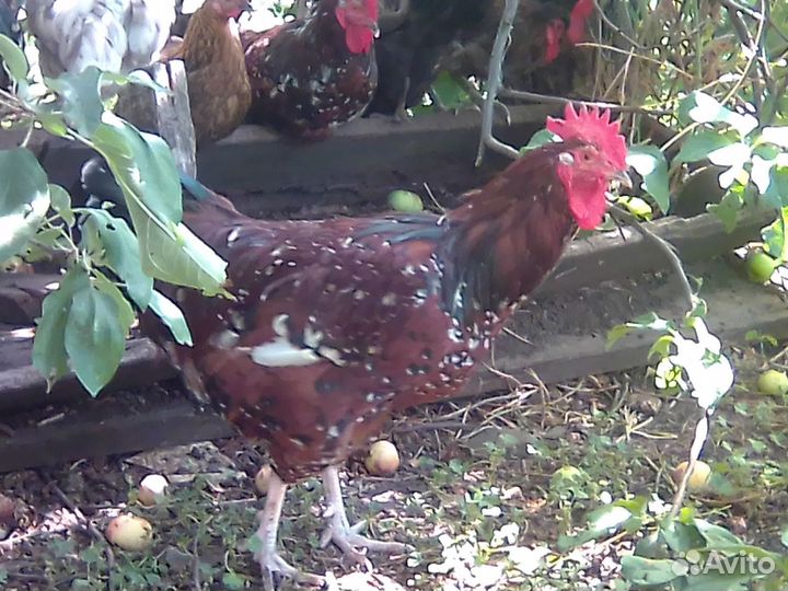 Молодые петухи