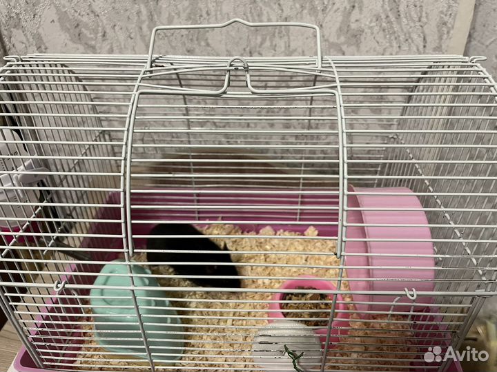 Хомяк с клеткой