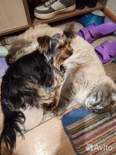 Вязка собак йорк