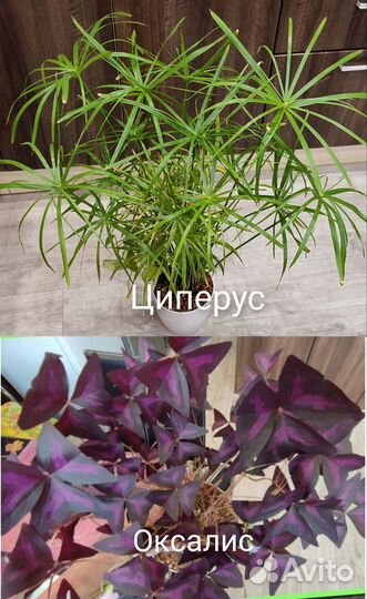 Комнатные цветы.Оксалис,гибискус,циперус