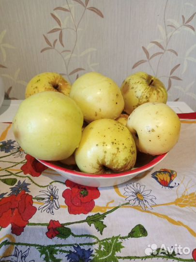 Яблоки Антоновка