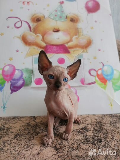 Котята сфинкса