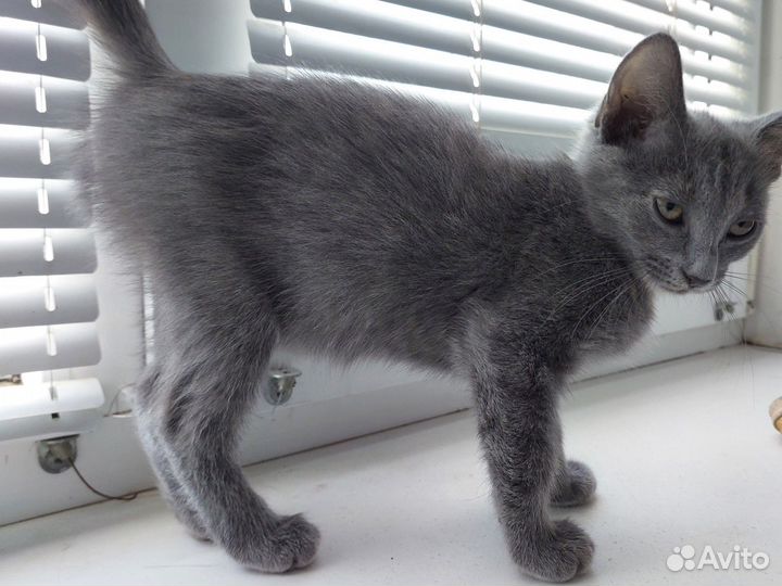 Миссис Кисель