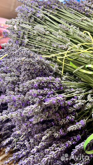 Лавандин крымский (3 сорта)