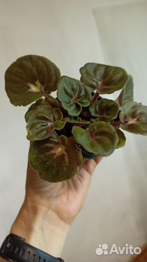 Разные цветы